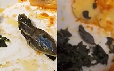 விமானத்தில் வழங்கப்பட்ட உணவில் பாம்பு தலை! பயணி அதிர்ச்சி