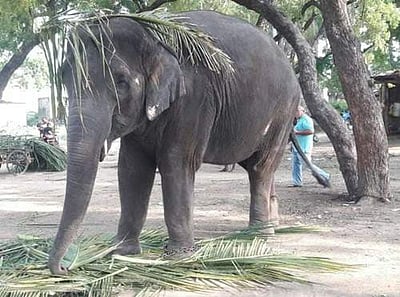 எம்.ஆர்.பாளையம் யானைகள் மறுவாழ்வு மையத்தில் யானை மரணம்: யானை ஆர்வலர்கள் வேதனை