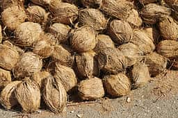 பெருந்துறையில் ரூ.24.75 லட்சத்துக்கு தேங்காய்கள் ஏலம்