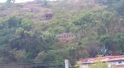 கோவை: கணுவாய் மலைப்பகுதியில் ஒற்றைக் காட்டுயானை; மக்கள் அச்சம்