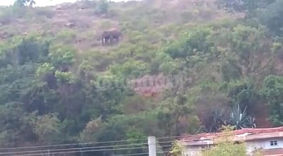 கோவை: கணுவாய் மலைப்பகுதியில் ஒற்றைக் காட்டுயானை; மக்கள் அச்சம்