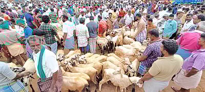 பக்ரீத் பண்டிகை: அய்யலூா் சந்தையில் ரூ.1.50 கோடிக்கு ஆடுகள் விற்பனை