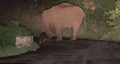 சாலைக்கு நடுவே குட்டி ஈன்ற யானை: மனிதாபிமானம் காத்த மனிதர்கள்