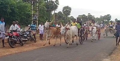 மானாமதுரையில் இரட்டை மாட்டு வண்டி பந்தயம்