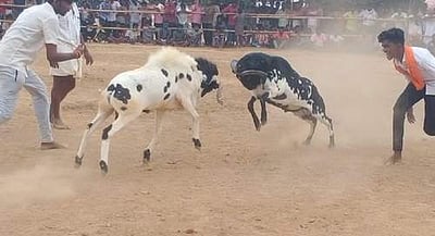 மானாமதுரையில் கோயில் திருவிழாவில் கிடா முட்டு சண்டைப் போட்டி