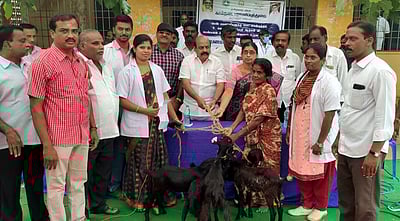 பயனாளிகளுக்கு இலவச ஆடுகள் வழங்கும் திட்டம் தொடக்கம்