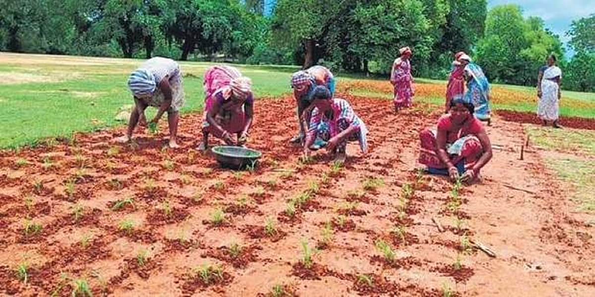 ஒடிஸா மாடல்! | சிறுதானிய மிஷன் குறித்த தலையங்கம்