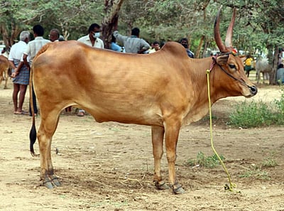 சத்தீஸ்கர்: மாட்டை அடித்து ஆற்றில் வீசிய 5 பேர் கைது