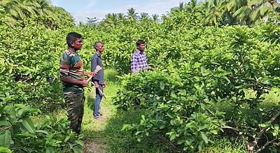 பழனி அருகே காட்டுயானைகள் அட்டகாசம்: வனப் பகுதிக்குள் விரட்டும் பணி தீவிரம்