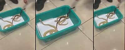 சென்னை விமானத்தில் ராஜநாகங்கள், மலைப்பாம்புகள், குரங்குகள் இருந்ததால் அதிர்ச்சி!