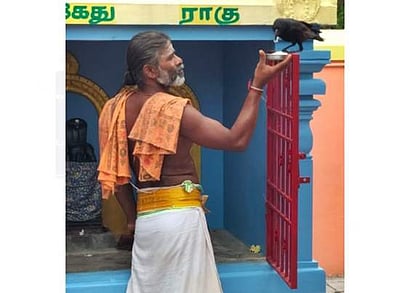 தினமும் பிரசாதம் சாப்பிடும் காகம்: உக்கம்பெரும்பாக்கம் கோயிலில் தொடரும் வினோதம்