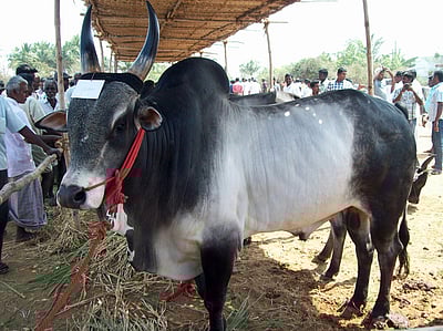 மாடு துரத்தியதில் காலை முறித்துக் கொண்ட குஜராத் முன்னாள் துணை முதல்வர்