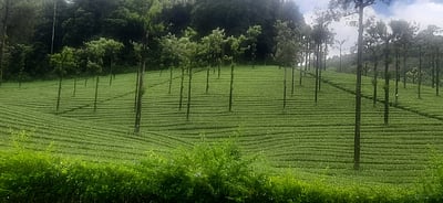 வங்கதேச தேயிலை தோட்டத் தொழிலாளர்கள் வேலை நிறுத்தப் போராட்டம்