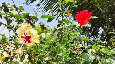 மஞ்சள் செம்பருத்திச் செடியில் பூத்த சிவப்பு செம்பருத்தி!