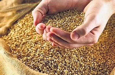 கோதுமை இறக்குமதி செய்யும் திட்டமில்லை: மத்திய அரசு