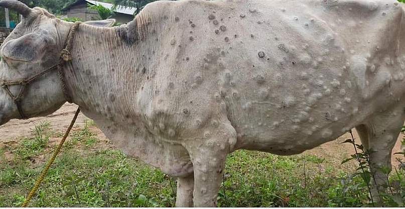 கால்நடைகளைத் தாக்கும் பெரியம்மையைத் தடுக்க ரூ.30 கோடி ஒதுக்கிய ராஜஸ்தான்