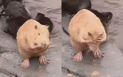 மனிதர்களைப் போன்று நீராடும் எலி (விடியோ)