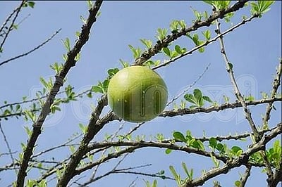 சுகம் தரும் சித்த மருத்துவம்: அல்சர், புற்றுநோயைத் தடுக்குமா சிவத்துருமம்..?