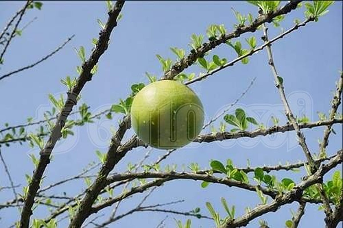 சுகம் தரும் சித்த மருத்துவம்: அல்சர், புற்றுநோயைத் தடுக்குமா சிவத்துருமம்..?