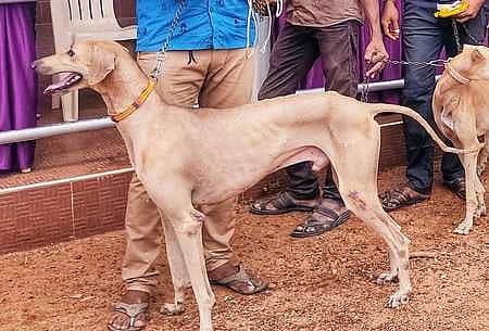 உயா்பாதுகாப்பு பிரிவுகளில் பணியாற்றத் தயாராகும் தமிழகத்தின் நாட்டின நாய்கள் சிப்பிப்பாறை, ராஜபாளையம், கன்னி, கோம்பை இனங்கள் தோ்ச்சி