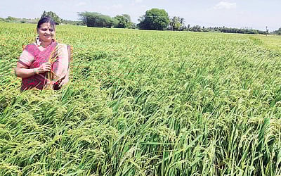 பெண் நம்மாழ்வார்!
