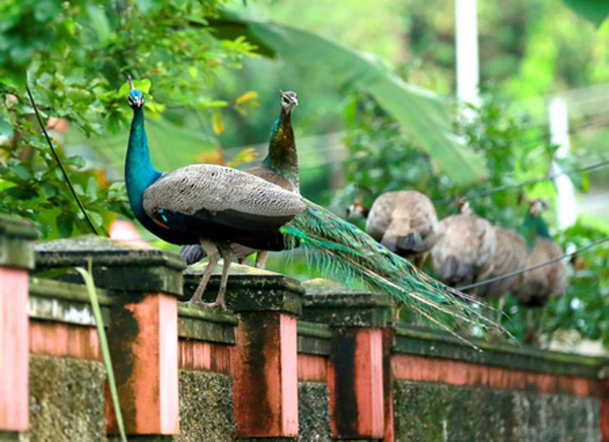 பார்க்கப் பார்க்க அலுக்காத ஆச்சர்யங்களில் ஒன்று மயில். தோகை விரித்து ஆடும் மயிலின் அழகுக்கு மயங்காதவர்கள் இல்லை.