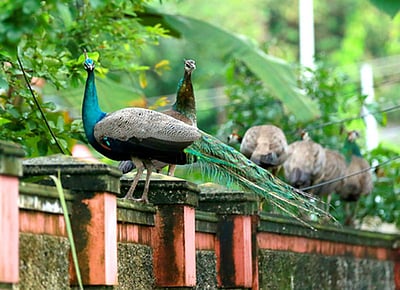 தோகை விரித்தாடும் 'மயில்'கள் - புகைப்படங்கள்