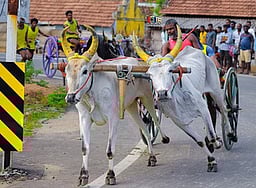 கடலாடியில் இரட்டை மாட்டுவண்டிப் பந்தயம்