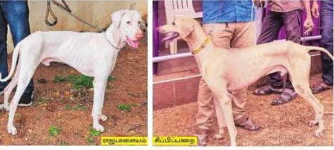 உயர் பாதுகாப்புப் பிரிவில் நாட்டின நாய்கள்