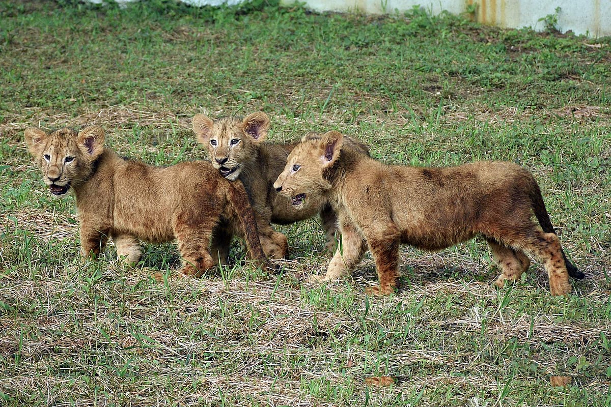 சூரத்தில் உள்ள சர்தானா இயற்கை பூங்காவில் புதிதாத பிறந்த மூன்று சிங்கக்குட்டிகள்.
