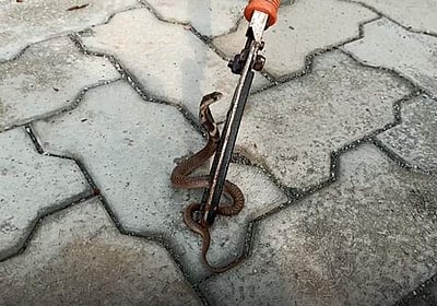 திருப்பத்தூர் அரசு தலைமை மருத்துவமனையில் நாகப்பாம்பு: பொதுமக்கள் அலறியடித்து ஓட்டம்