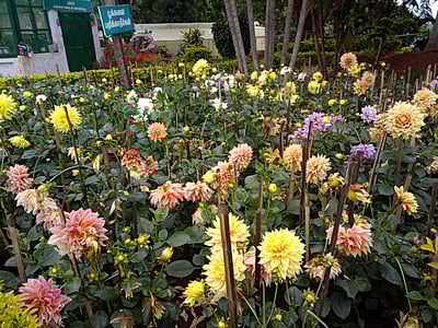 குற்றால சாரல் திருவிழா: மலர் கண்காட்சி தொடங்கியது