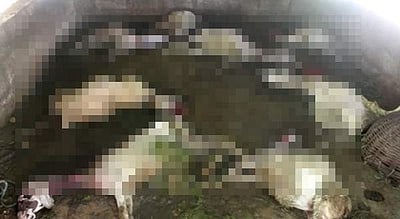 மின்சார கம்பி அறுந்து ஆடுகள் மீது விழுந்ததில் 17 ஆடுகள் பலி