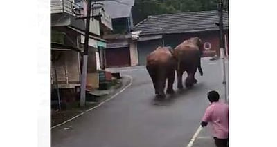 அய்யன்கொல்லி சந்தையில் நடந்து சென்ற காட்டு யானைகள்