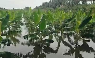 காவிரியில் அதிக அளவு தண்ணீர் திறப்பு:  50 ஏக்கர் வாழை மரங்கள் சேதம்