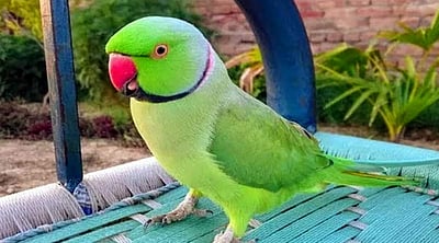 கிளி கத்தியதுக்கு காவல் நிலையத்தில் புகாரா கொடுப்பது, மகாராஷ்டிரத்தில் விநோதம்