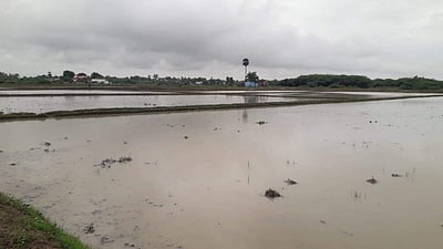 வேதாரண்யம் அருகே கனமழை: வயல்களில்  பெருக்கடுத்த மழை நீர்