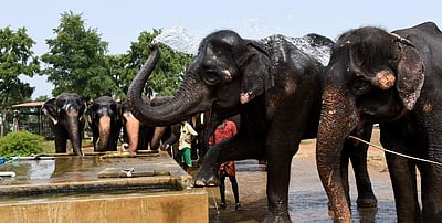 மீண்டும் மலர்கிறதா அனார்கலி - சலீம் காதல் கதை?