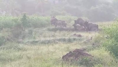 விவசாய தோட்டத்தில் காட்டுமாடுகள்: பாதுகாப்பு வேலி அமைக்கக் கோரிக்கை