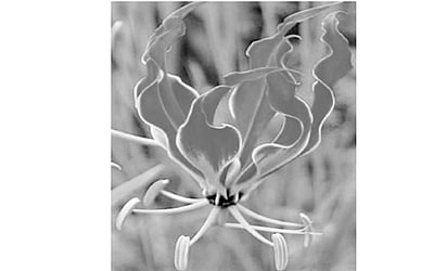 மலர்களும் மங்கையரும்