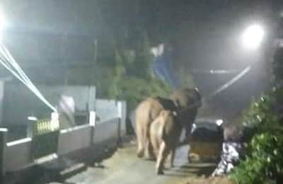 கூடலூர் அருகே காட்டுயானைகள் குடியிருப்பு பகுதியில் உலா: கிராமத்தினா் அச்சம்