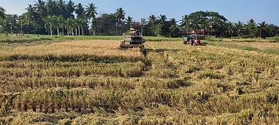 கோடைக்கால நெல் சாகுபடி
19% அதிகரிப்பு: மத்திய அரசு