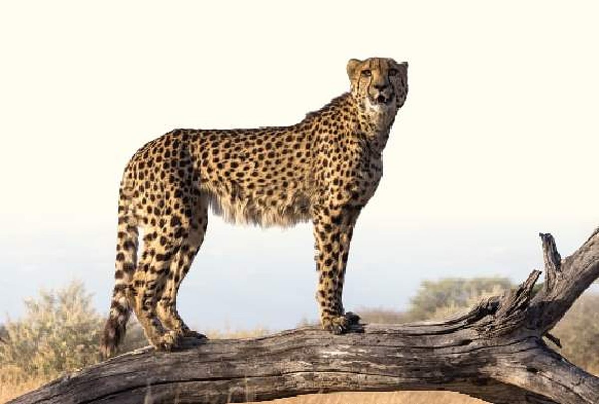 நமீபியாவிலிருந்து வந்த சிறுத்தைப் புலிகள்: தேசிய பூங்காவில் ஒப்படைக்கிறார் மோடி