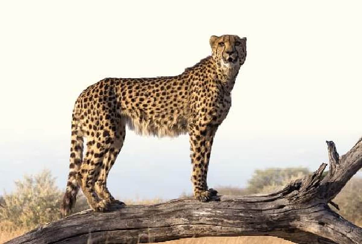 நமீபியாவிலிருந்து வந்த சிறுத்தைப் புலிகள்: தேசிய பூங்காவில் ஒப்படைக்கிறார் மோடி