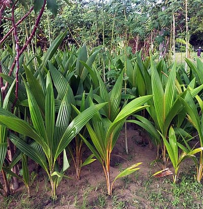 வேளாண்மைத் துறை சாா்பில் தென்னங்கன்றுகள் விநியோகம்