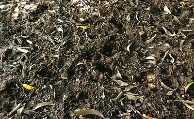 போடியில் காட்டுப் பன்றிகளால் பயிா்கள் சேதம்