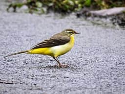 இது தெரியுமா? மின்சாரக் கம்பிகளில் காக்கை குருவிகளுக்கு ஷாக் அடிக்காதது ஏன்?