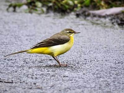 இது தெரியுமா? மின்சாரக் கம்பிகளில் காக்கை குருவிகளுக்கு ஷாக் அடிக்காதது ஏன்?