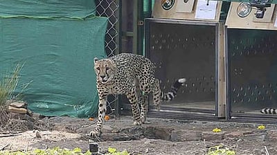 புதிய சூழலுக்குப் பழகும் சிவிங்கிப் புலிகள்!