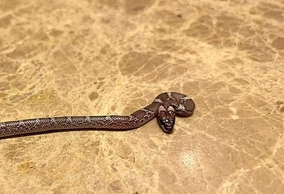 மிட்செல் ஜான்சனின் விடுதி அறைக்குள் புகுந்த பாம்பு! 